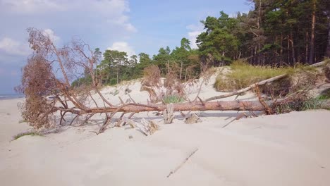 aerial view of baltic sea coast on a sunny day, white sand seashore dunes damaged by waves, broken pine trees, coastal erosion, climate changes, wide angle ascending drone shot moving forward slow