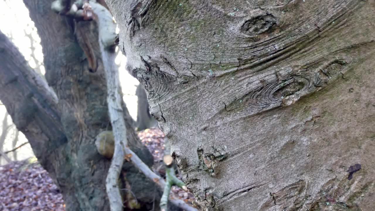 이끼 삼림 지대 숲 나무 줄기 나무 껍질 근접 촬영 돌리 왼쪽