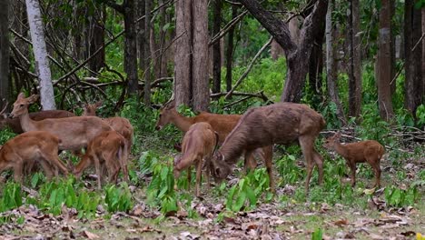 The-Eld's-Deer-is-an-Endangered-species-due-to-habitat-loss-and-hunting