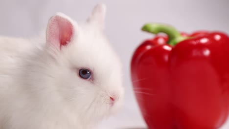white rabbit with red bell pepper