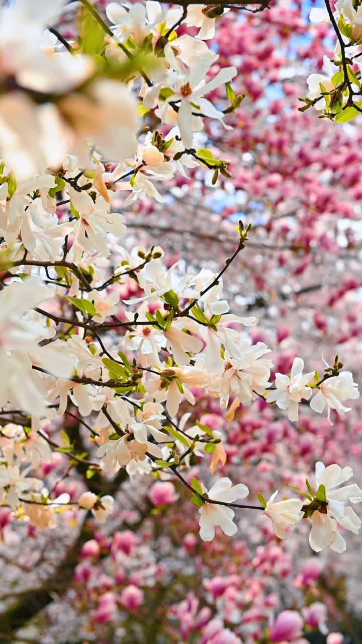 Beautifully blooming tree in spring. Big white and pink flowers of magnolia. Low angle view. Vertical video