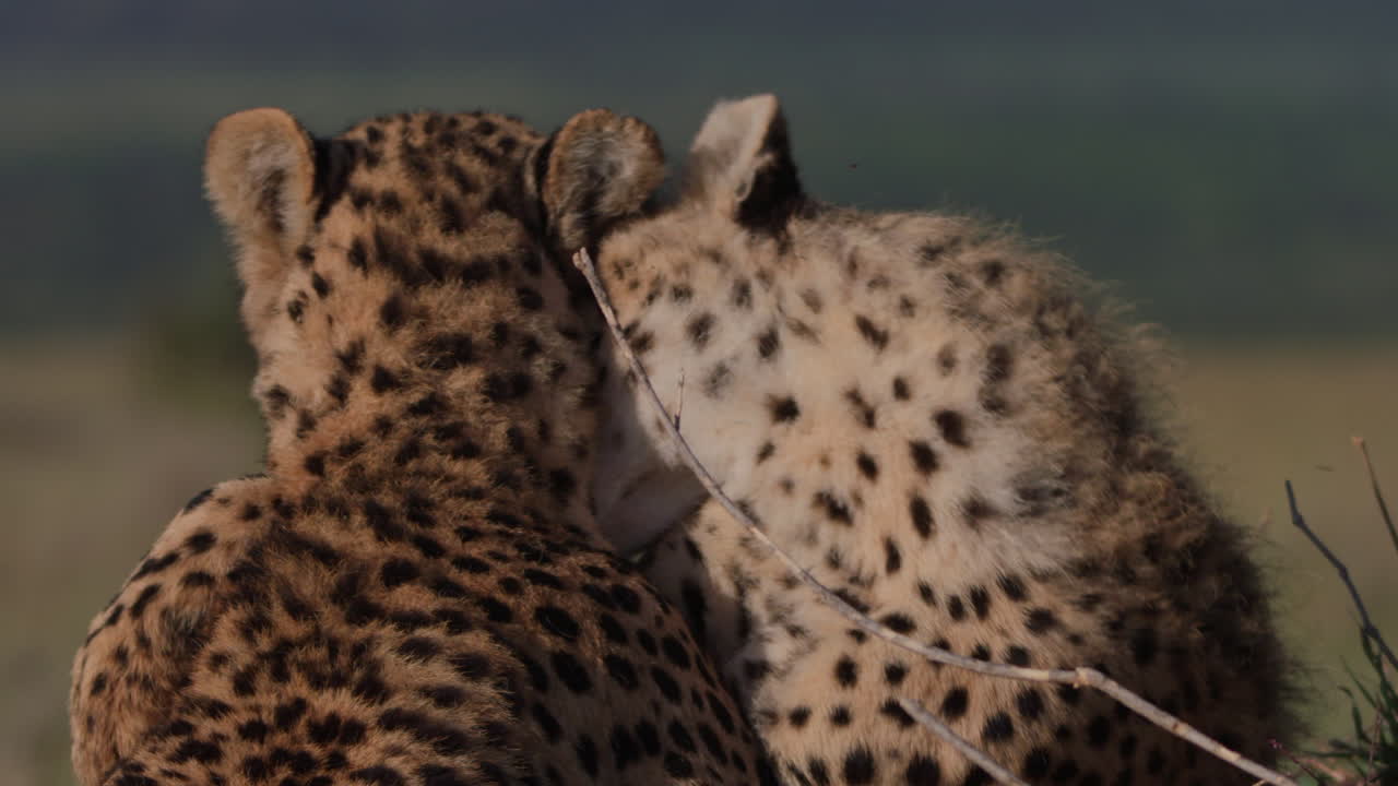 Playful Cheetah Cubs Grooming Each Other in the Savanna