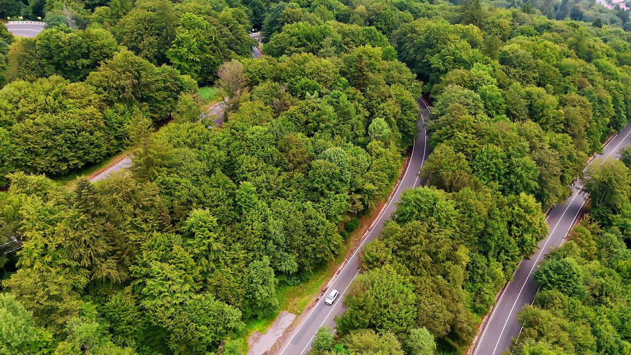 Scenic winding road through lush green forest in summer. A serene road curves through dense, vibrant green trees during a sunny summer day in a forested area