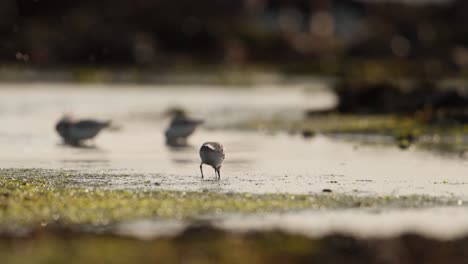 cinematic low angle of sanderling birds wading through shallow water foraging