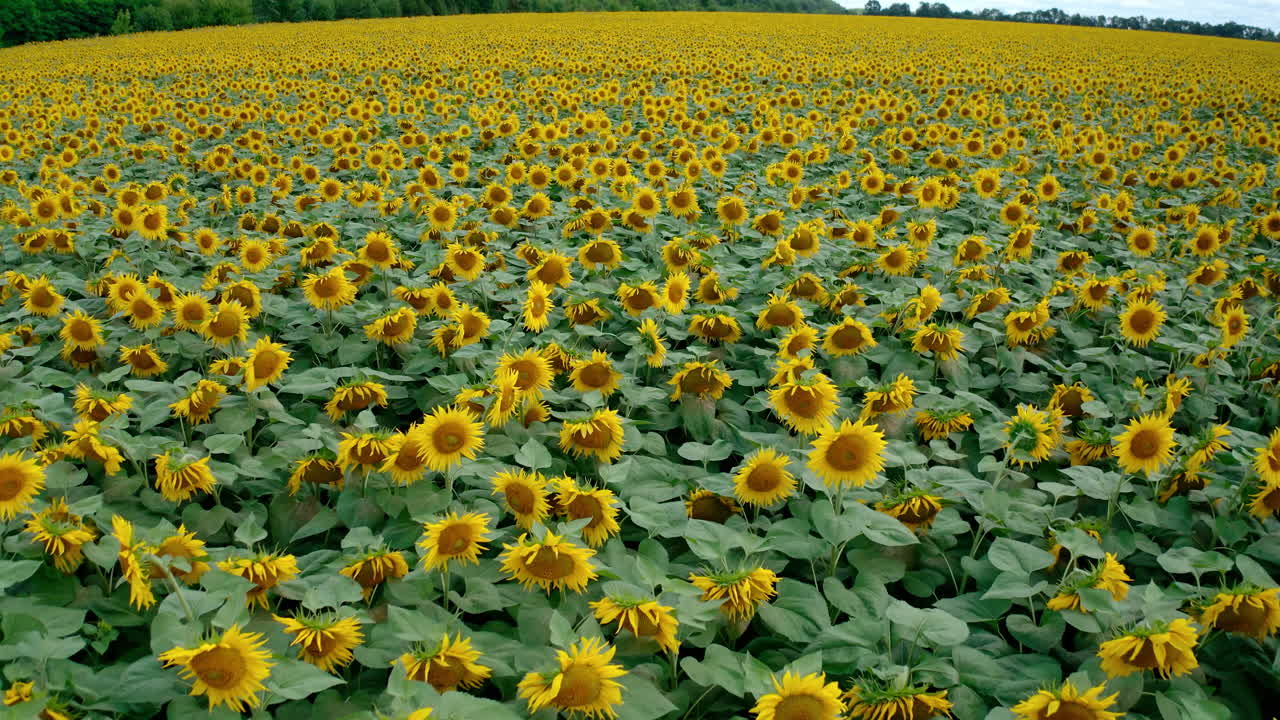 Agricultural field of sunflowers at daytime. Top view agriculture field with blooming sunflowers. Slow motion video.