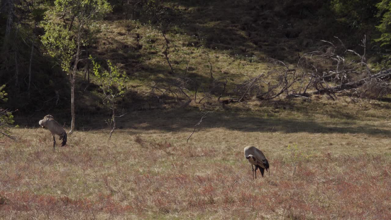 pájaros grulla común de pie en la pradera en verano
