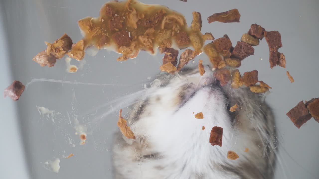 Close-up shot of a domestic grey cat enjoying wet food directly from the floor. Natural behavior, intimate pet moment captured in detail