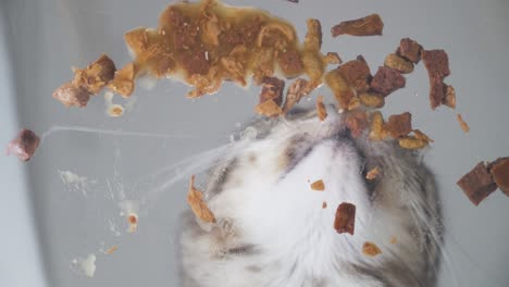 close-up shot of a domestic grey cat enjoying wet food directly from the floor. natural behavior, intimate pet moment captured in detail