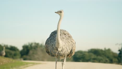 female ostrich walking on a dirt road in natural park