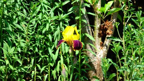 bearded iris with yellow standards and purple yellow falls blowing in the wind