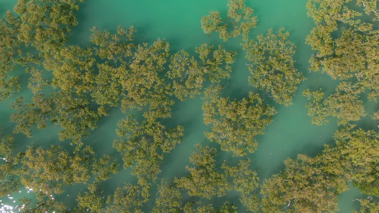 오스트레일리아 서부 브의 맹그로브 숲 위로 올라가는 조류의 공중 시각