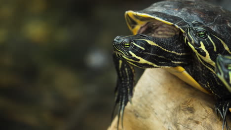 yellow-bellied slider turtles head extreme close-up resting together on wet log by the water