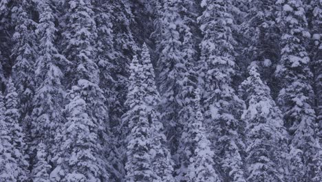 beautiful snowy forest in banff national park, 4k