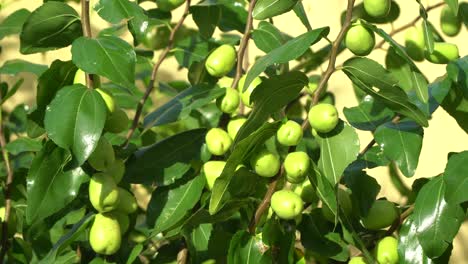 close up view of unripe green jujube fruits on tree with foliage on a sunny day