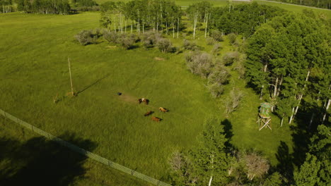 Vista-Aérea-Escénica-Del-Pastoreo-De-Ganado-En-Un-Campo-De-Hierba-En-Un-Rancho