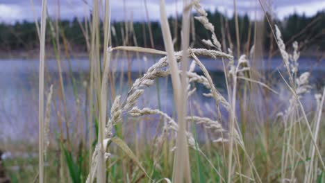 autumn scene looking across lake in montana with dry grasses in foreground