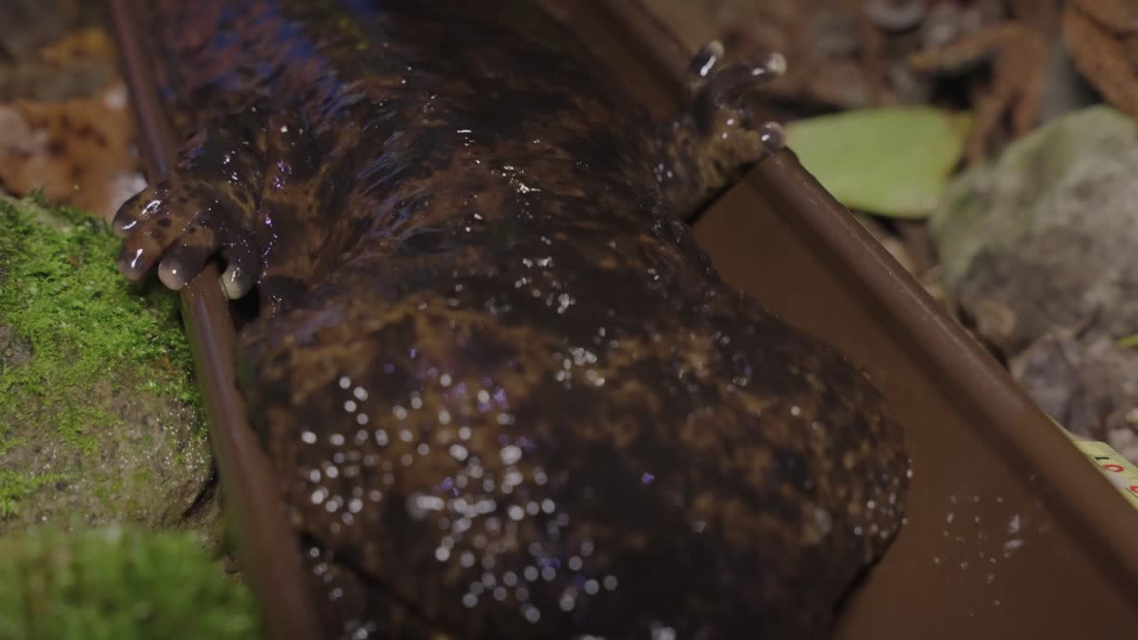 일본 자이언트 도롱뇽 얼굴 클로즈업, 돗토리 일본