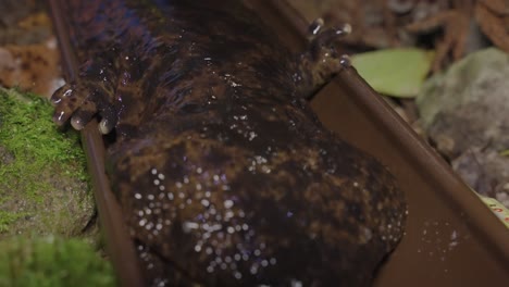 Japanischer-Riesensalamander-Nahaufnahme-Des-Gesichts,-Tottori-Japan