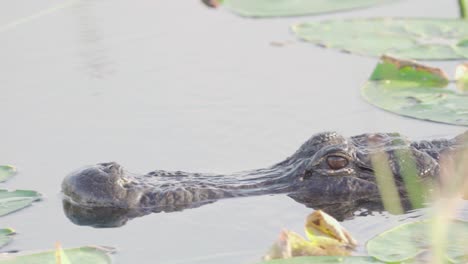 close up of alligator head swimming through lily pads and reeds