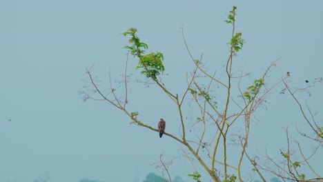 Mirada-De-águila,-Pausa-Aérea-Solitaria-En-La-Rama-De-La-Cumbre-Del-árbol