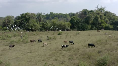 vacas y pájaros comiendo en el campo