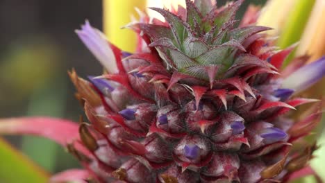 Young-pineapple-plant-in-flower,-selective-focus,-vertical-movement
