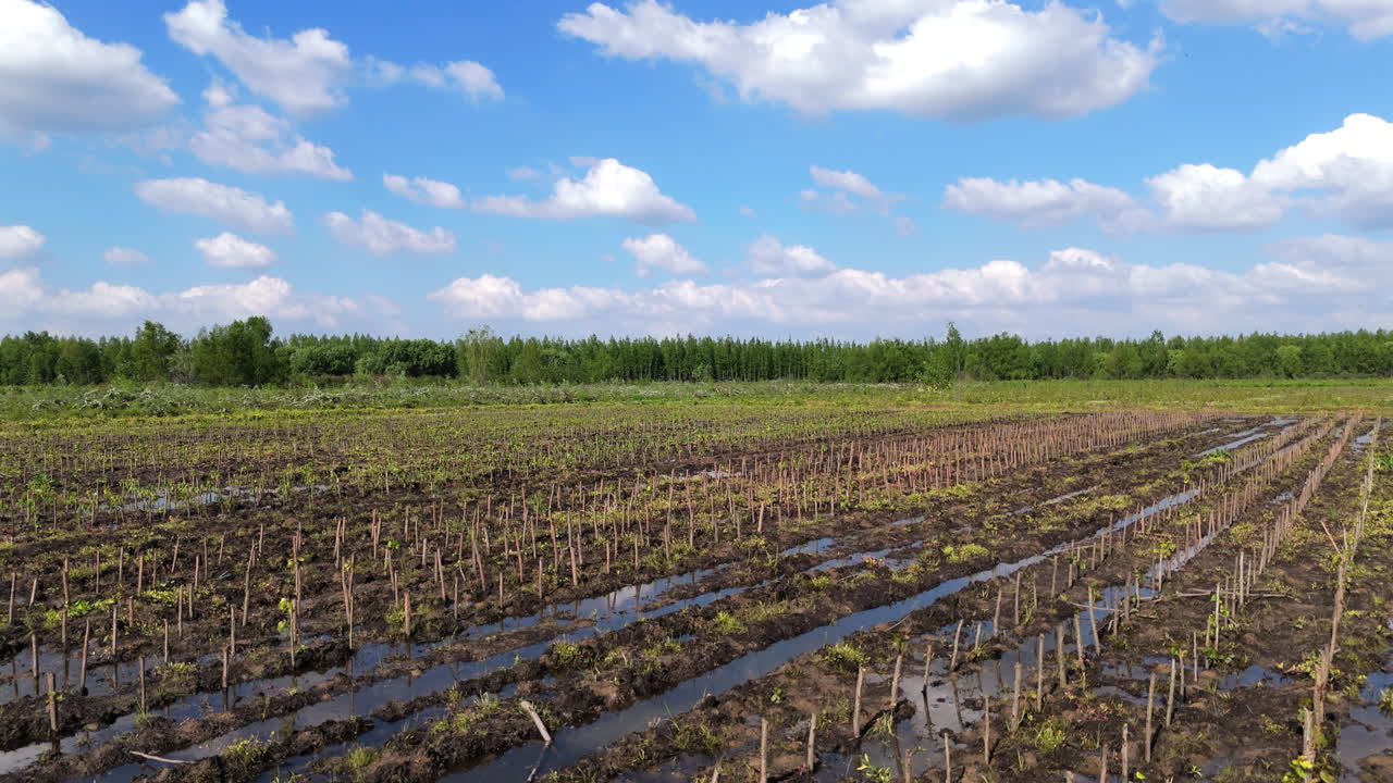 Aerial shot of a reforestation plantation area, showcasing rows of young plants growing in the ground. The scene highlights the process of environmental recovery and sustainable forestry efforts