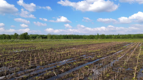 aerial shot of a reforestation plantation area, showcasing rows of young plants growing in the ground. the scene highlights the process of environmental recovery and sustainable forestry efforts