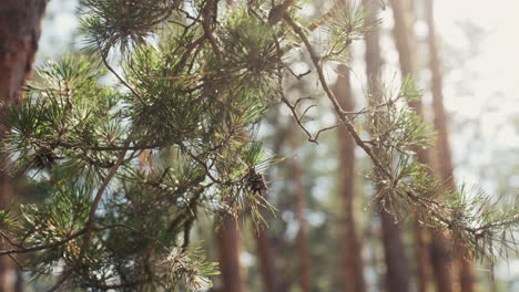 floresta à luz do dia