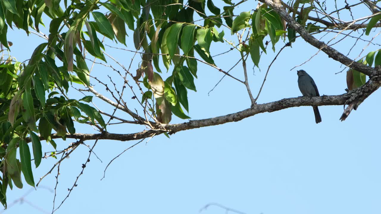 pequeño pájaro azul, sombreado mientras está sentado en una rama en el lado derecho del marco, verditer flycatcher, eumyias thalassinus, tailandia