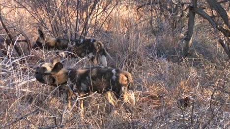 four african wild dogs in dry savanna ready to depart for hunting