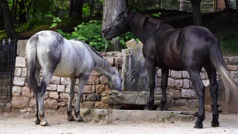 horses drinking water on fountain, relaxing after running, couple of animals