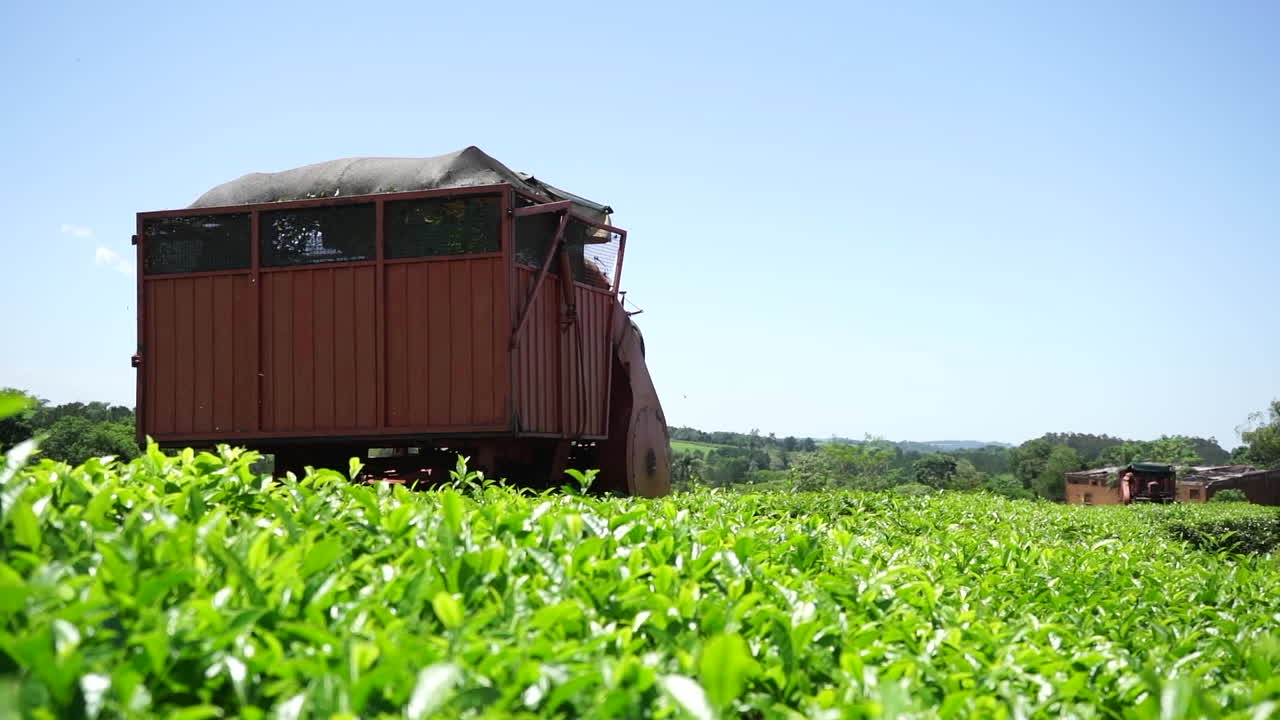 아르헨티나 의  ⁇  에서 녹차 를 수확 하는 기계