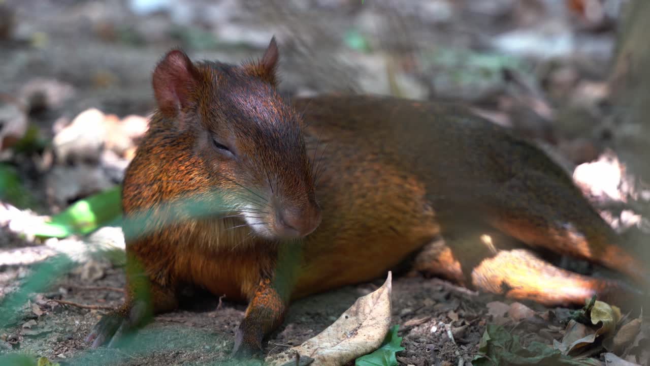 tímido agutí de azara, dasyprocta azarae tirado en el suelo, durmiendo por la tarde bajo el dosel de los árboles