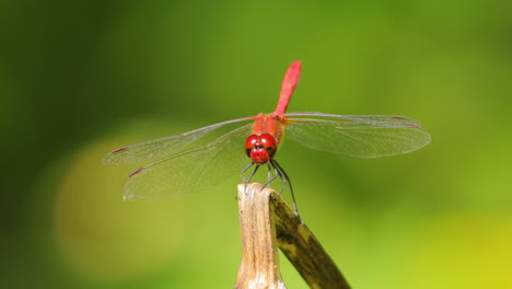 la libélula escarlata (crocothemis erythraea) es una especie de libélula de la familia libellulidae. sus nombres comunes incluyen escarlata ancha, darter escarlata común.