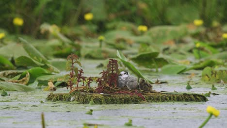 Junge-Trauerseeschwalben-Verstecken-Sich-Unter-Den-Schützenden-Flügeln-Ihrer-Mutter-Im-Regen-Am-Fluss