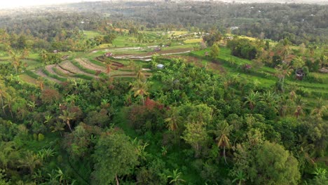 Campos-De-Arroz-Hd-4k-bali-2018