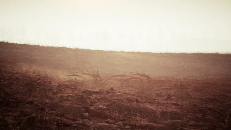 aftermath of a wildfire: scorched earth and devastated landscape