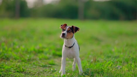 Cachorro-De-Pie-Y-Mirando-Antes-De-Correr