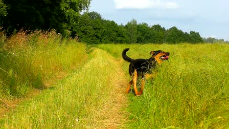 un perro macho lindo se divierte en el campo de hierba