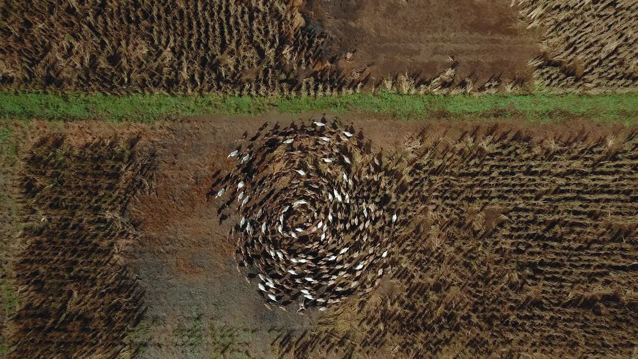 에서 서로 달리는 드론 오리들의 4k 비디오