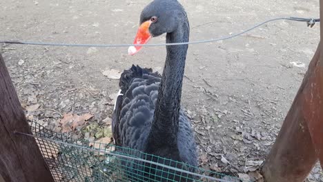 Cisne-Negro-Primer-Plano-Disparar