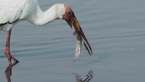 Gelbschnabelstorch,-Der-Versucht,-Einen-Ganzen-Wels-In-Einem-Schlammigen-Teich-In-Afrika-Zu-Verschlingen