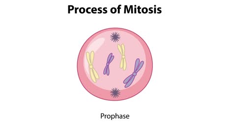 illustration of cell division stages in mitosis