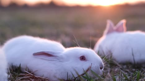 group of little white rabbits in the sunlight