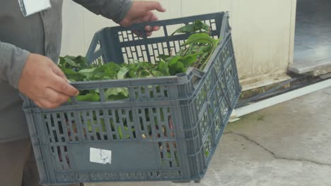 man carries plastic crate of fresh green lush lettuce