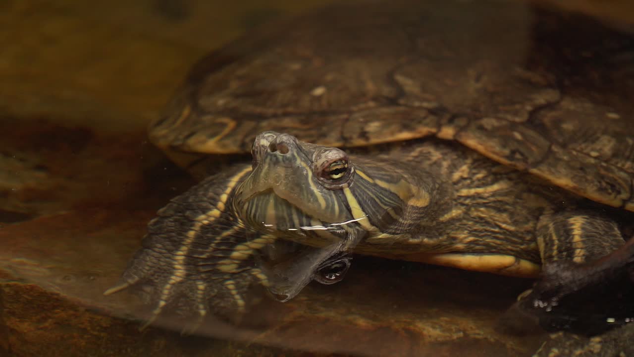 4k черепаха с головой над поверхностью воды дышит свежим воздухом