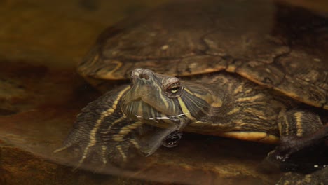 4k turtle with head above water surface breathing fresh air