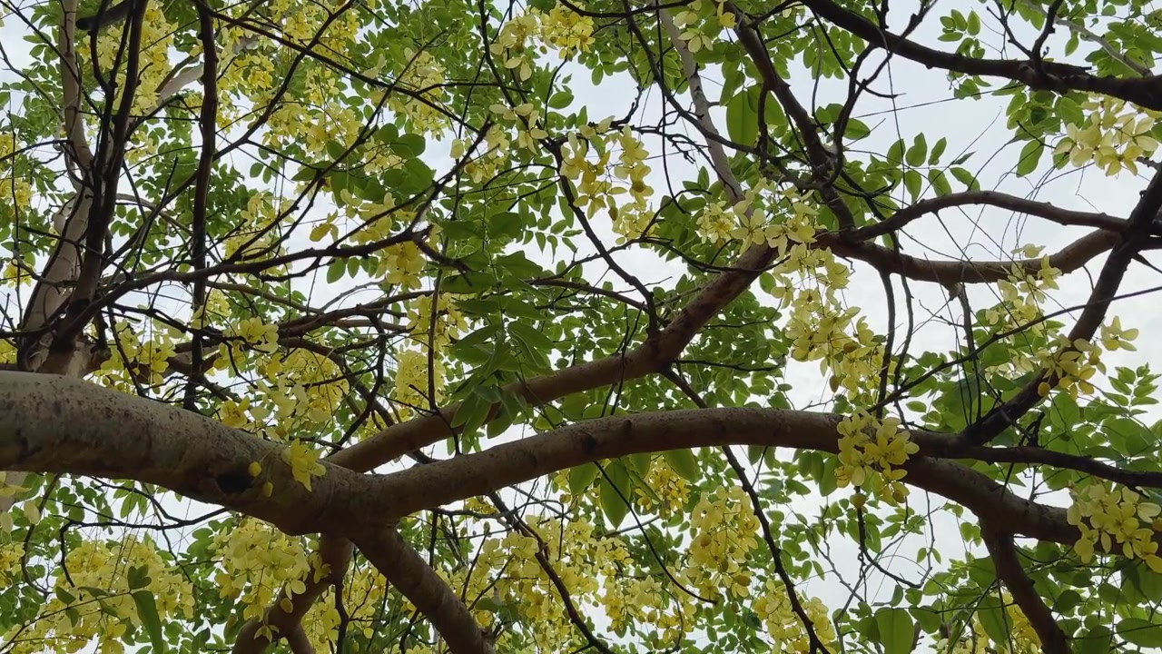Yellow Cassia Flowers Blooming on Tree Branches Under Green Foliage