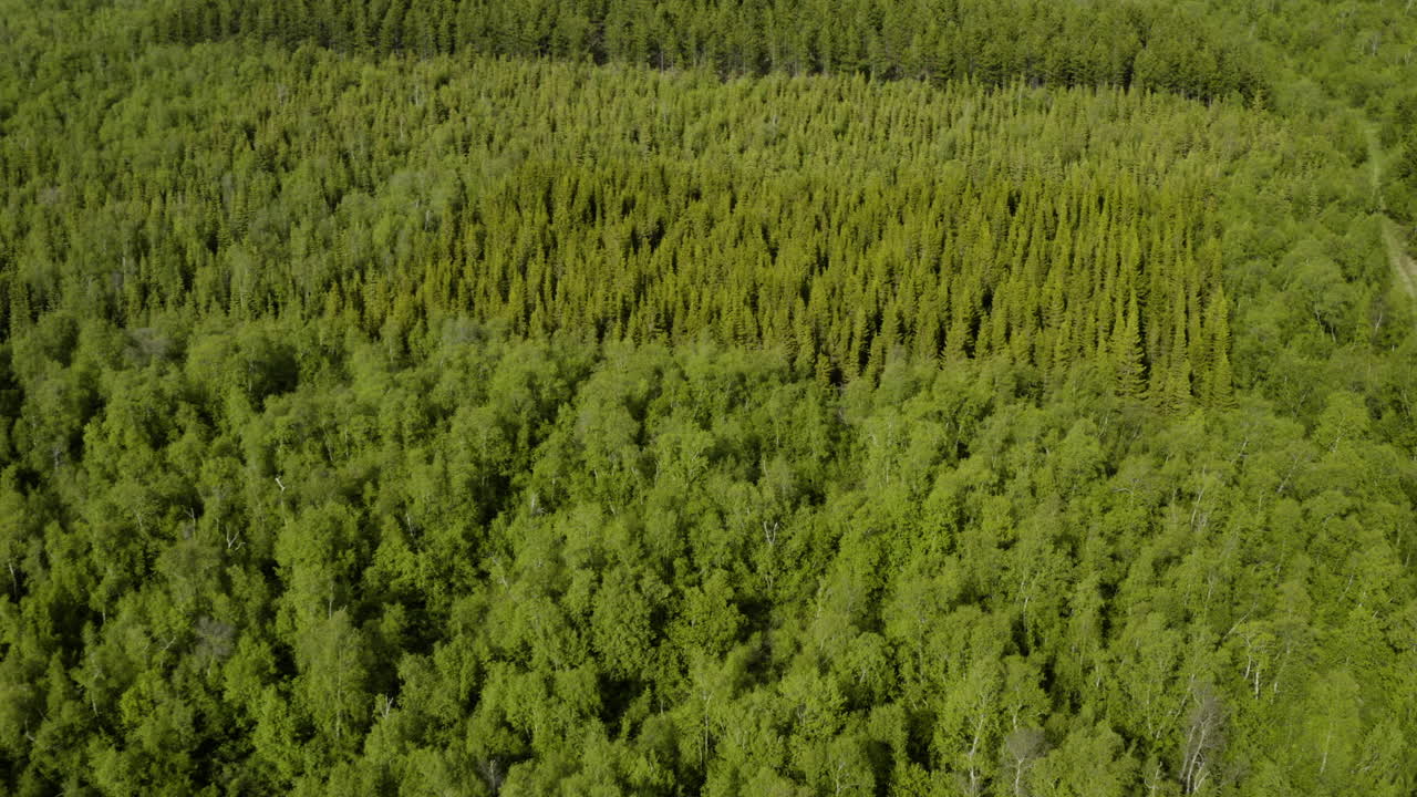 antena - bosque de abedules en el bosque de vaglaskogur, islandia, avance pan derecho